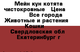 Мейн-кун котята чистокровные › Цена ­ 25 000 - Все города Животные и растения » Кошки   . Свердловская обл.,Екатеринбург г.